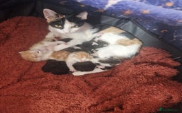 British Shorthair cats for sale: Six Gorgeous Kittens Available From Next Week - Image 21
