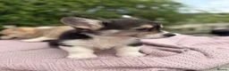 Welsh Corgi Pembroke dogs for sale: Outstanding Welsh Pembrokeshire Corgis  - Advert 2