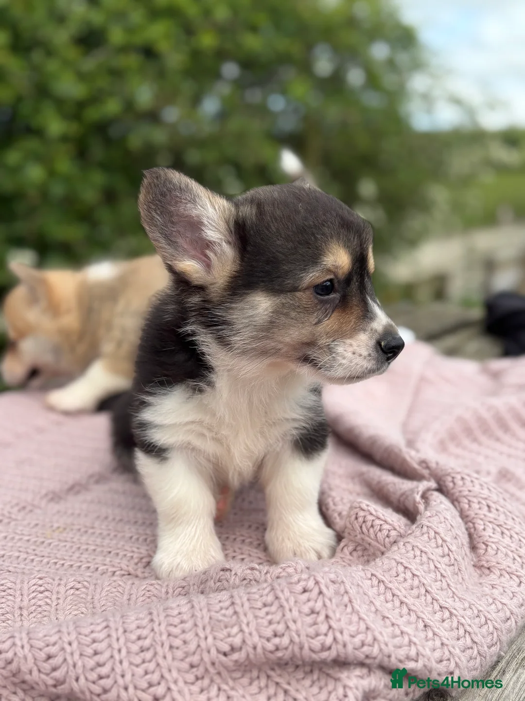 Welsh Corgi Pembroke dogs for sale: Outstanding Welsh Pembrokeshire Corgis  - Advert 2