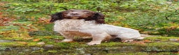 English Springer Spaniel dogs for sale: English Springer Spaniel Puppies - Advert 6