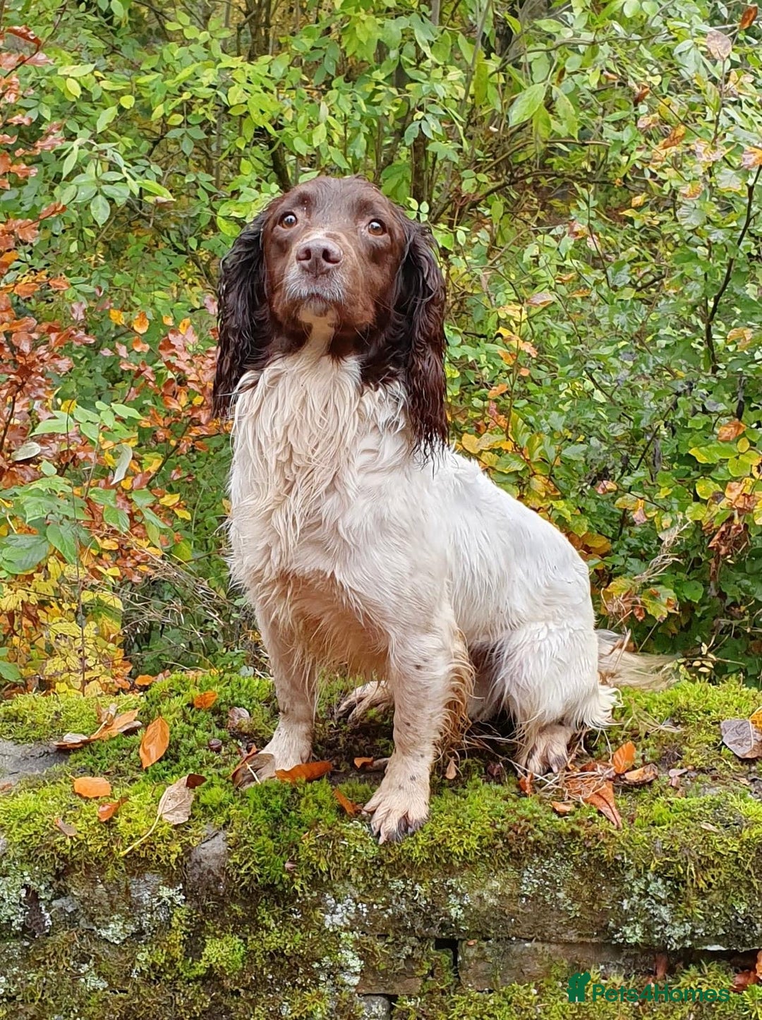 English Springer Spaniel dogs for sale: English Springer Spaniel Puppies - Advert 6