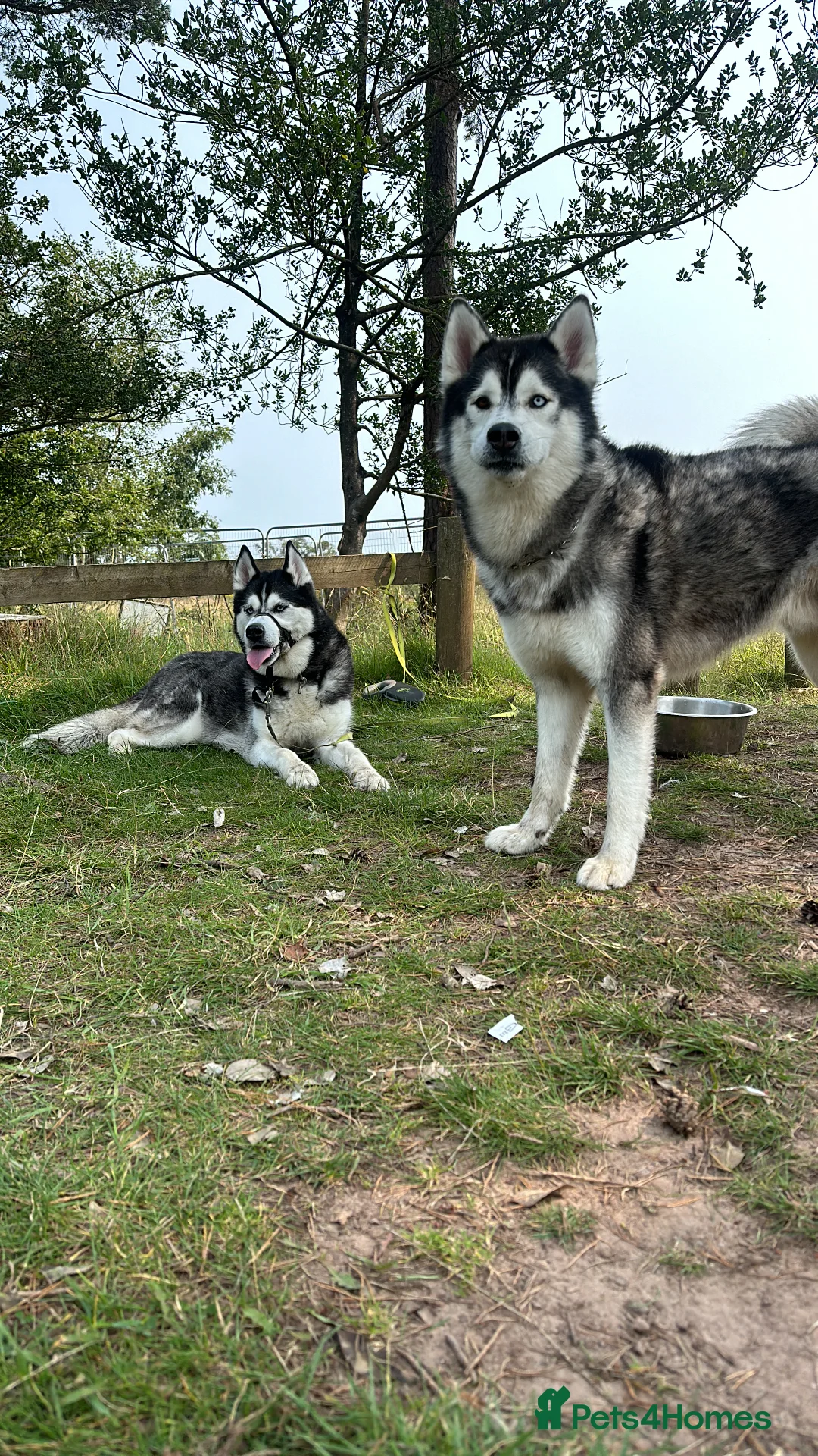 Siberian Husky dogs for stud: Proven Gorgeous Siberian Husky *FOR STUD ONLY* in Torquay - Advert 10