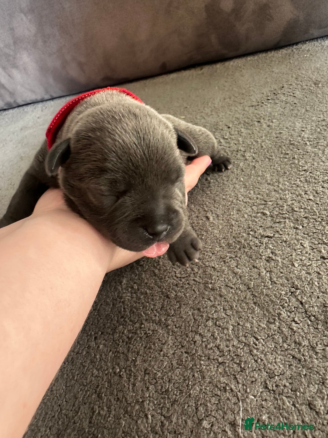Staffordshire Bull Terrier dogs for sale: Quality Blue Staffies - Image 25