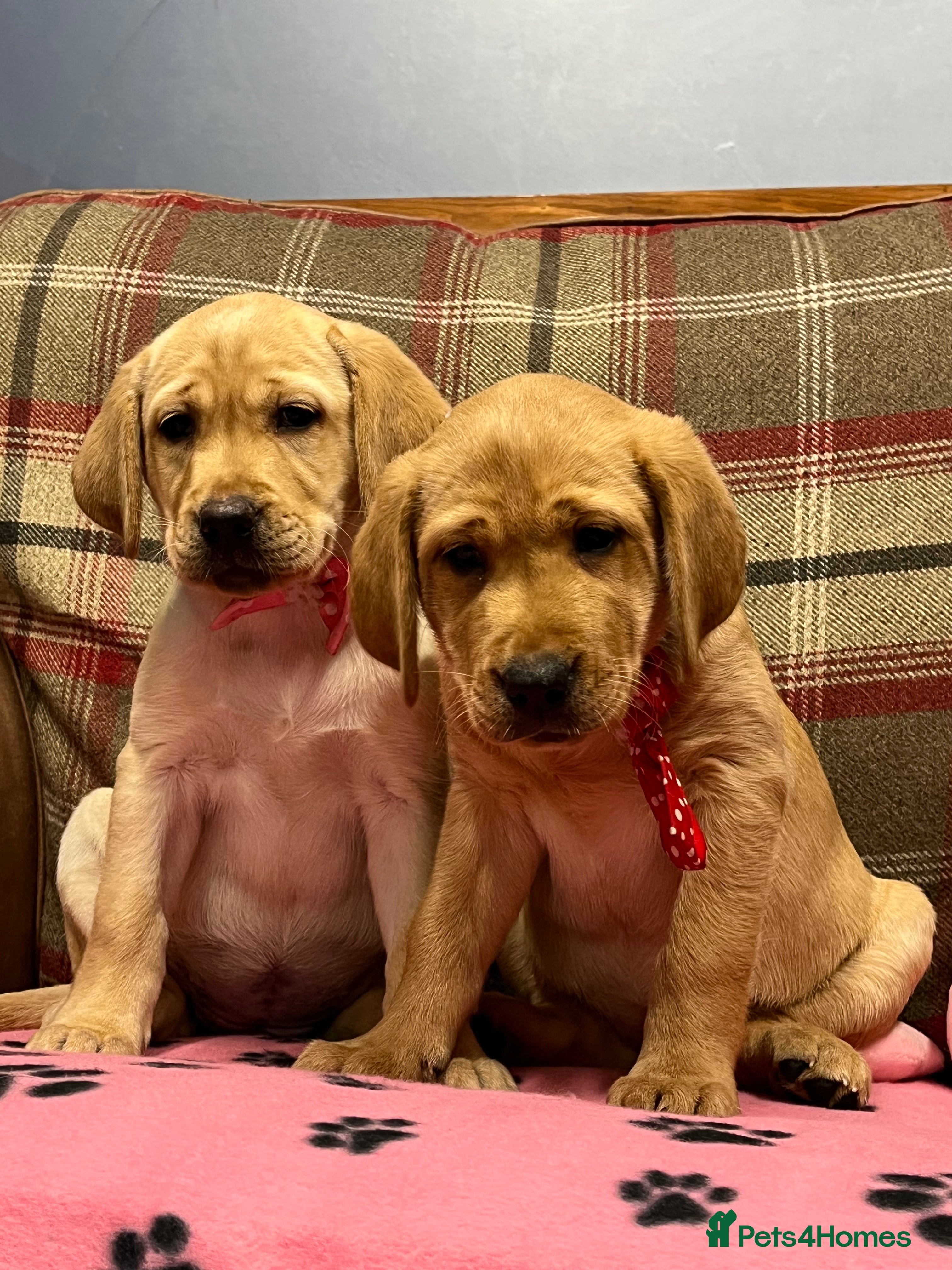 Labrador Retriever dogs ✨ Beautiful Old-Fashioned Chunky Labrador Puppies✨ - Advert 1