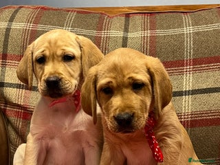 Labrador Retriever dogs ✨ Beautiful Old-Fashioned Chunky Labrador Puppies✨ - Advert 1