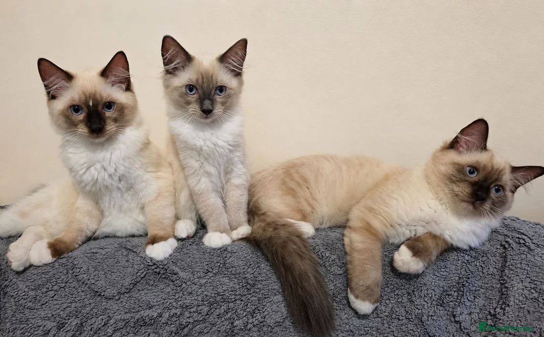 Ragdoll cats for sale: 3 Fluffy boys left  - Advert 2