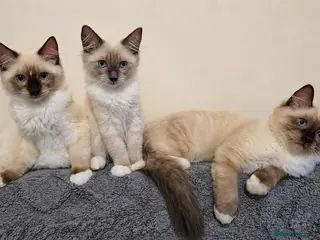 Ragdoll cats Purebred Ragdoll Kittens - Advert 1