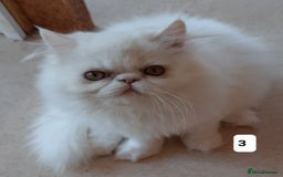Persian cats for sale: READY NOW. GCCF REGISTERED PERSIAN KITTENS  - Image 9