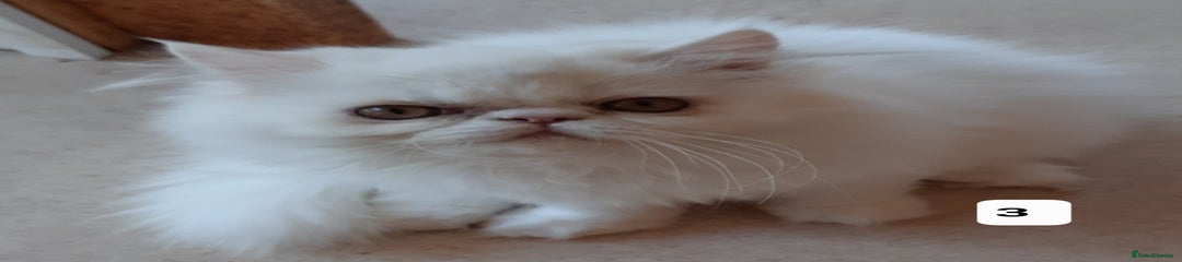 Persian Kitten 3