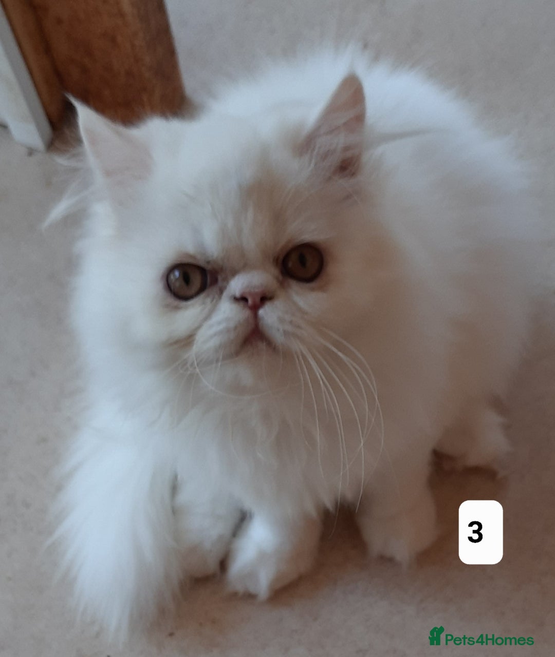 Persian cats for sale: READY NOW. GCCF REGISTERED PERSIAN KITTENS  - Image 9