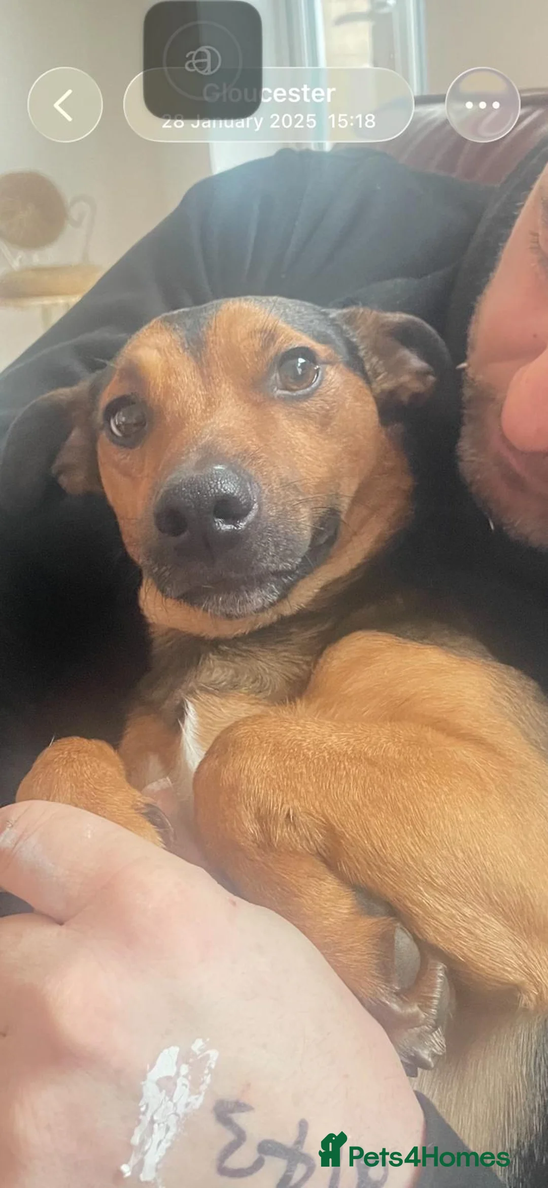 Jack Russell dogs for sale:  Black and tan jack russell pups family pets - Advert 8