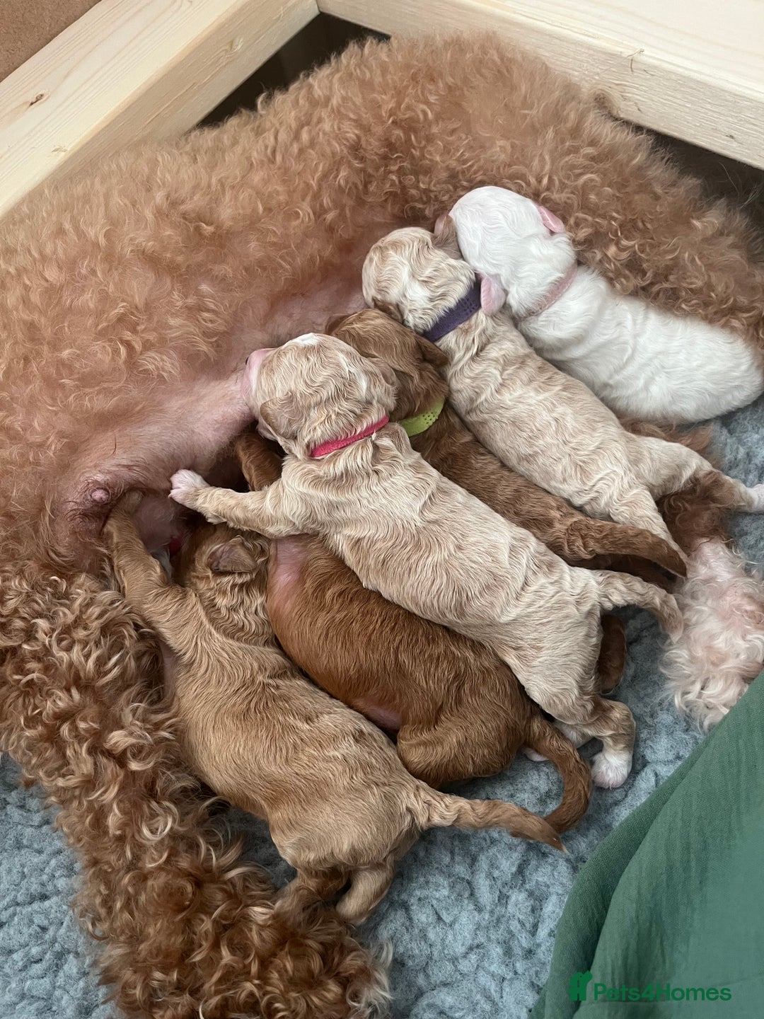 Poochon dogs for sale: Beautiful Poochon puppies for sale  - Advert 5