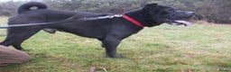 Mixed Breed dogs for adoption: Blackie - Advert 4