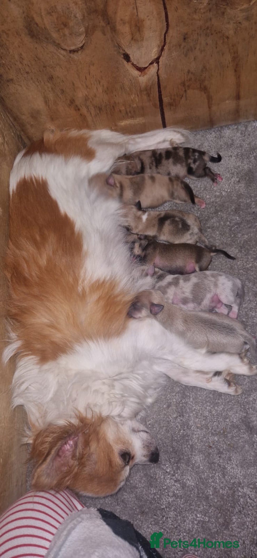 Chihuahua dogs for sale: Beautiful litter of 6 full chihuahuas  - Image 5