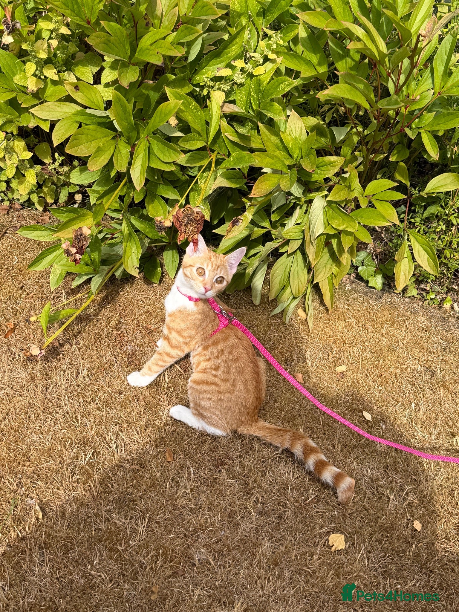 British Shorthair cats Ginger BSH 4 month old cat  - Advert 8