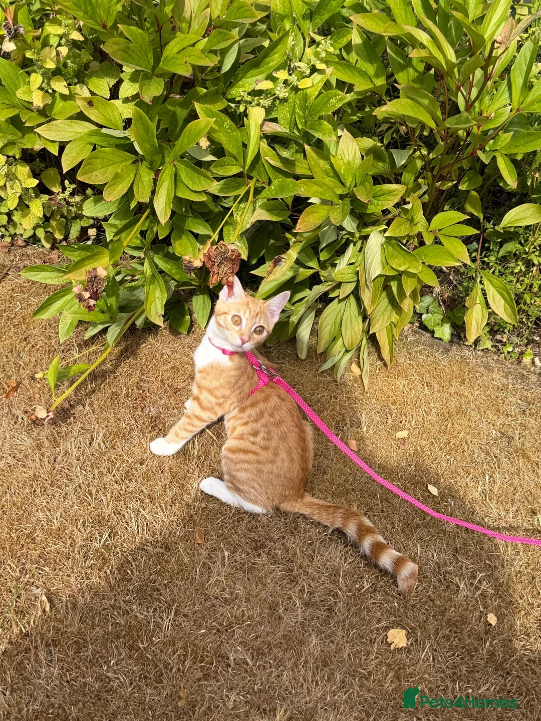 British Shorthair cats for sale: Ginger BSH 4 month old cat  - Advert 1