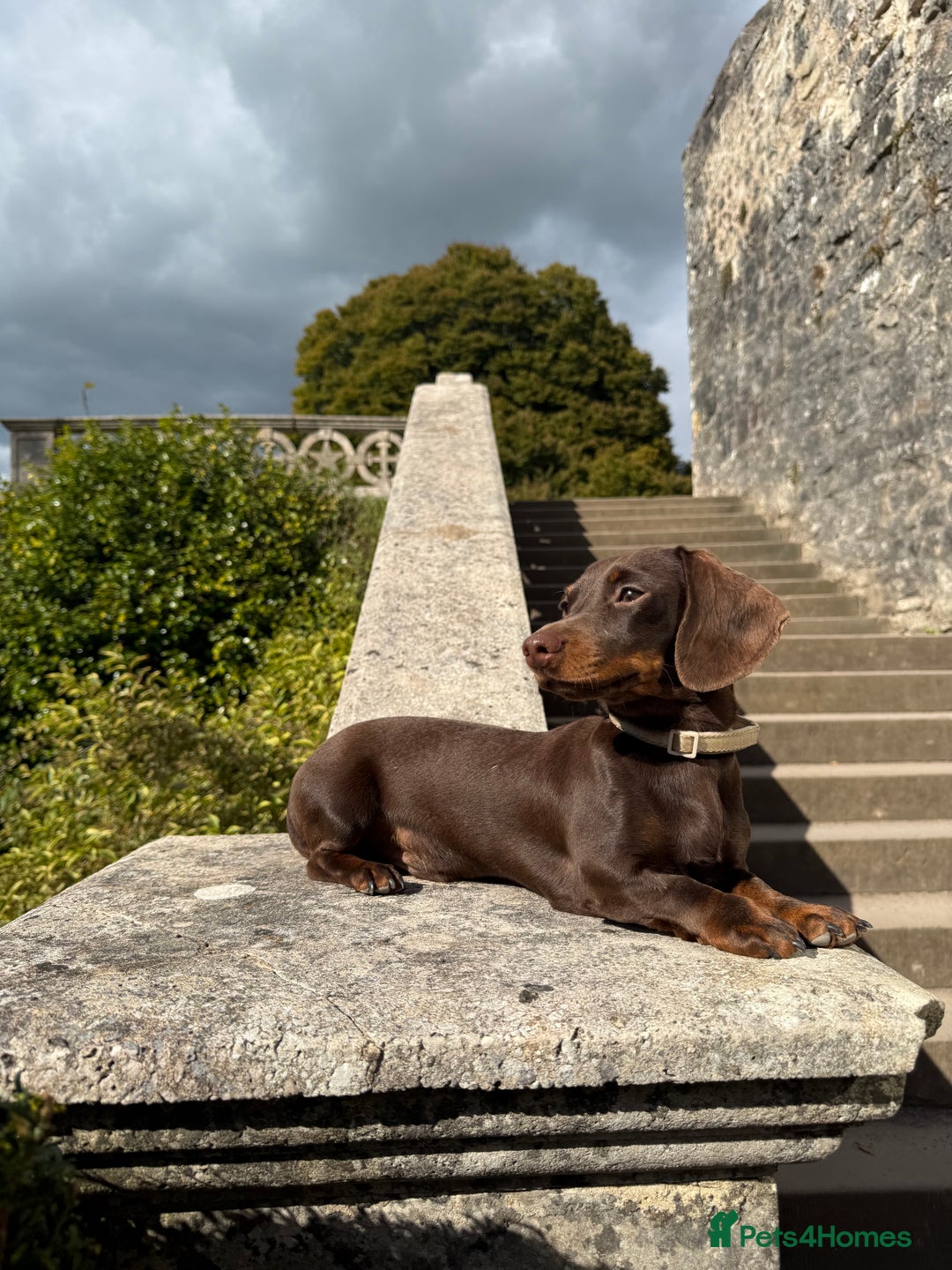 Miniature Dachshund dogs for stud: Kc Miniature Dachshund for stud  - Advert 2