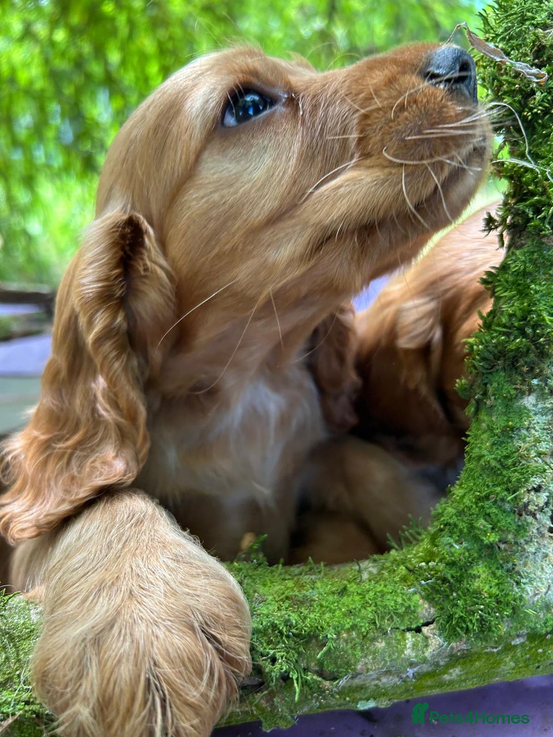 Cocker Spaniel dogs for sale: Gold show type cocker spaniel puppies  - Image 6
