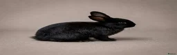 Mixed Breed rabbits for sale: Mixed breed in Brierley Hill - Advert 6
