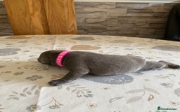 Staffordshire Bull Terrier dogs for sale: solid blues - Image 7