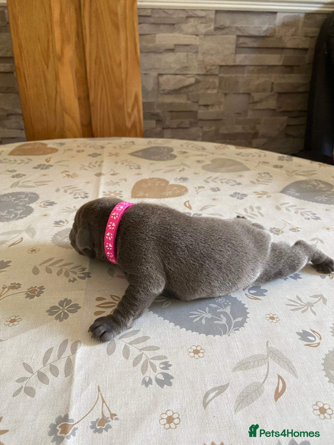 Staffordshire Bull Terrier dogs for sale: solid blues - Image 7
