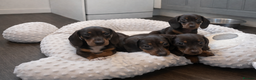 Miniature Dachshund dogs for sale: Only 3 chocolate drops left, ready now  - Advert 12