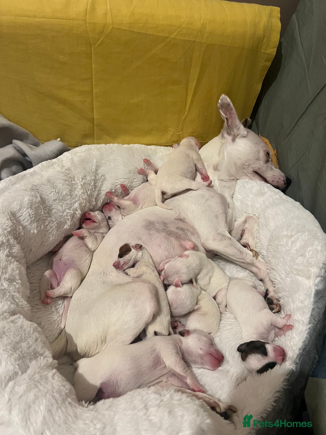 Jack Russell dogs for sale: Stunning Miniature Jack Russell Puppies!!! - Image 19