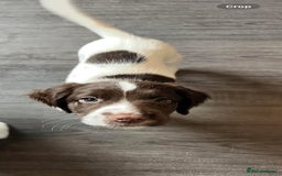 English Springer Spaniel dogs for sale: 2 GIRLS LEFT - English Springer Spaniel Puppies - Image 19