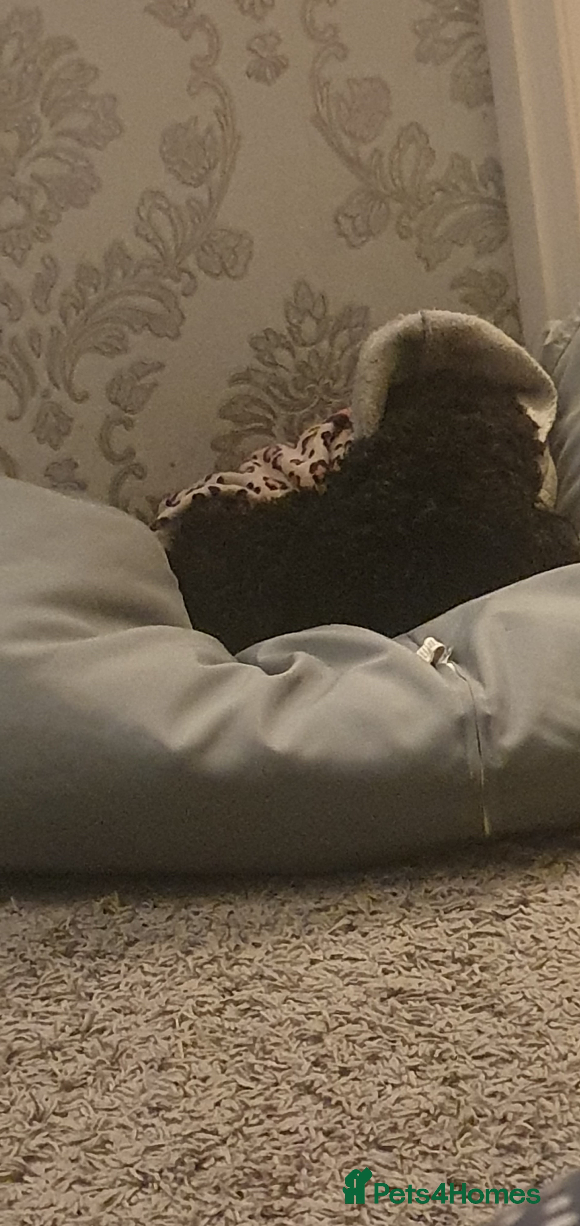 Cockapoo dogs 3 year old cockapoo bitch - Advert 2