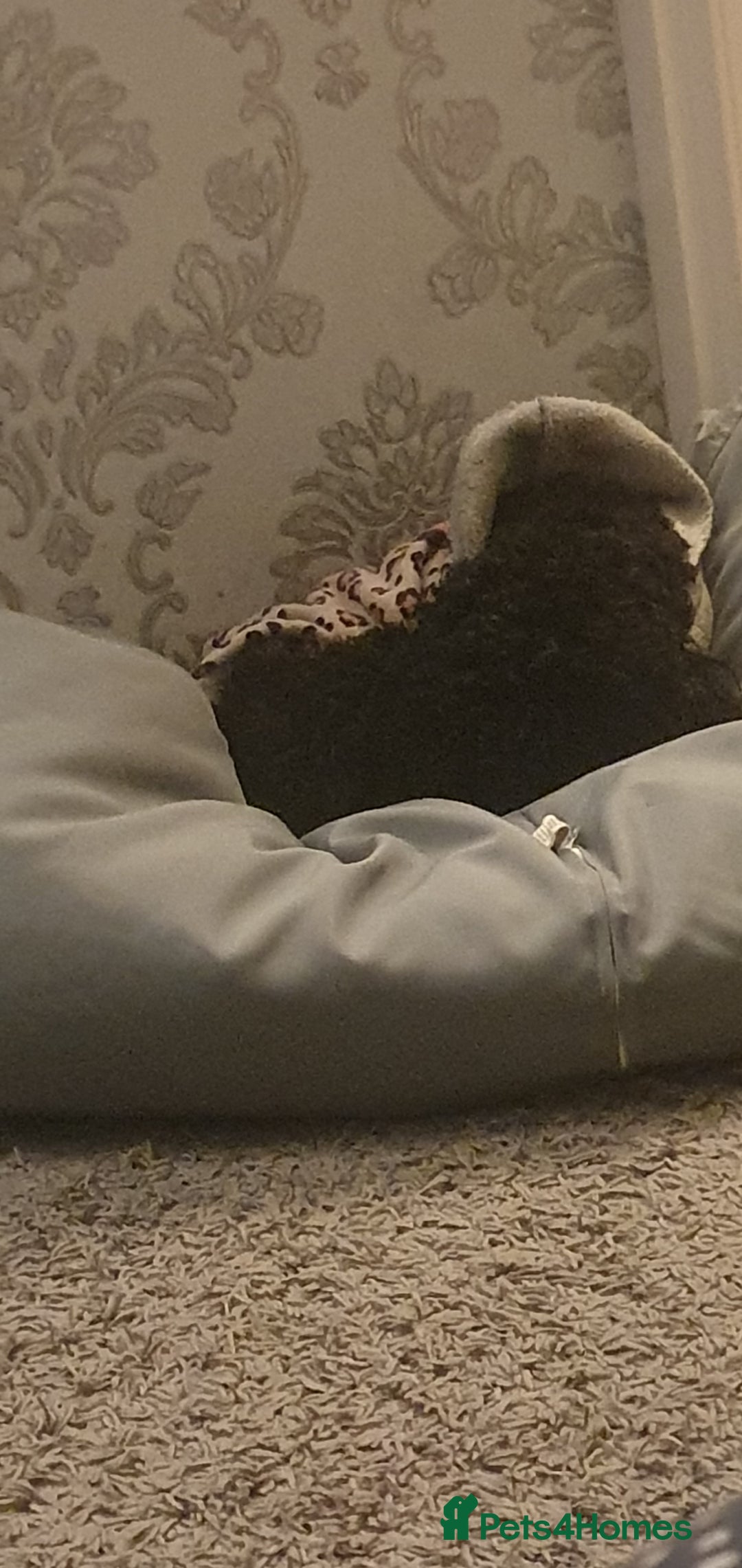 Cockapoo dogs for sale: 3 year old cockapoo bitch - Advert 1