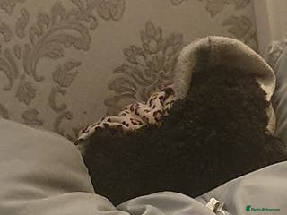 Cockapoo dogs 3 year old cockapoo bitch - Advert 1