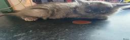 Mixed Breed cats for sale: Super fluffy ragdoll kittens. Cuddly teddy bears - Advert 21