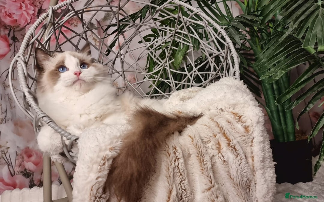 Ragdoll cats for sale: Quality Tica reg Ragdoll kittens  - Image 13