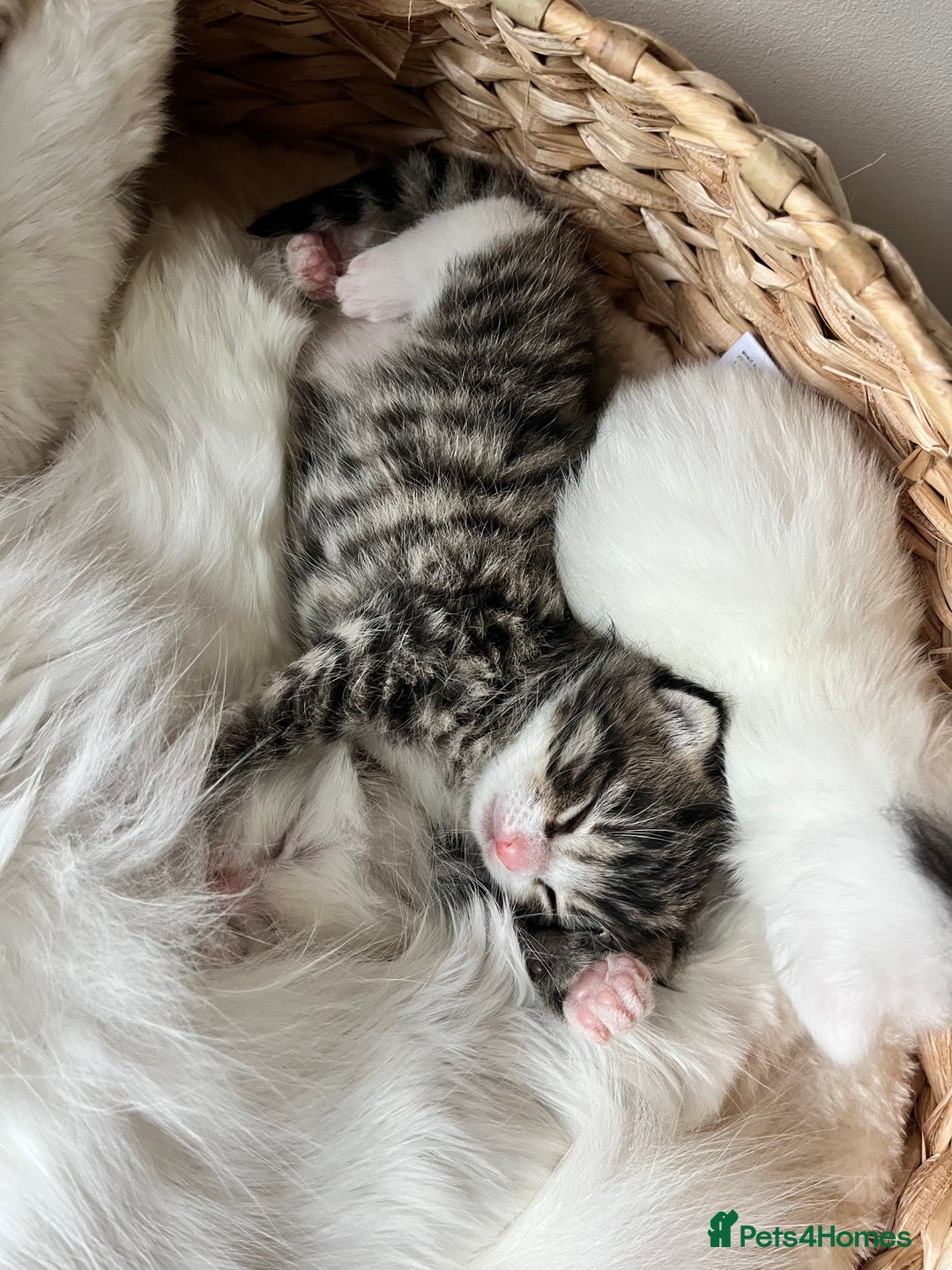 Siberian cats for sale: Three Fluffy Kittens - Advert 1