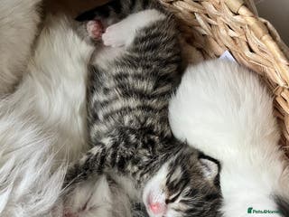 Siberian cats Three Fluffy Kittens - Advert 1