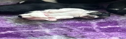 Jack Russell dogs for sale: Beautiful litter of Jack Russel puppies  in Milnthorpe - Advert 18
