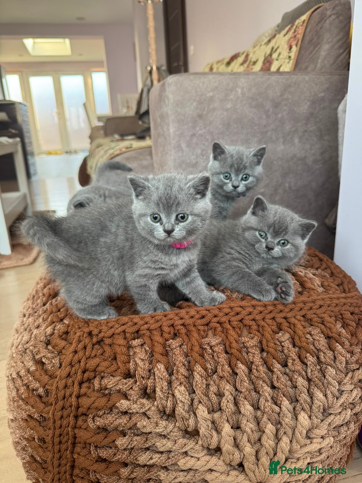 British Shorthair cats Stunning British blue shorthair kittens London  - Advert 2