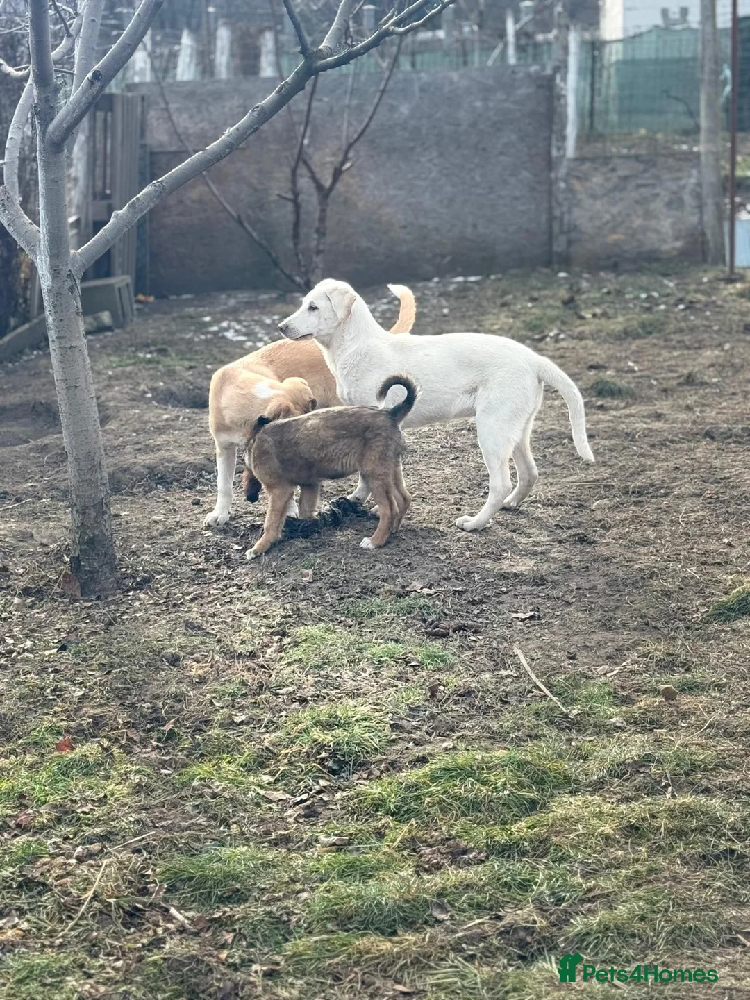 Mixed Breed dogs for adoption: 🐾 JACK – Gentle Soul with the Sweetest Eyes - Advert 24