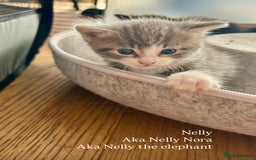 Maine Coon cats for sale: Maine coon cross kittens  - Image 10