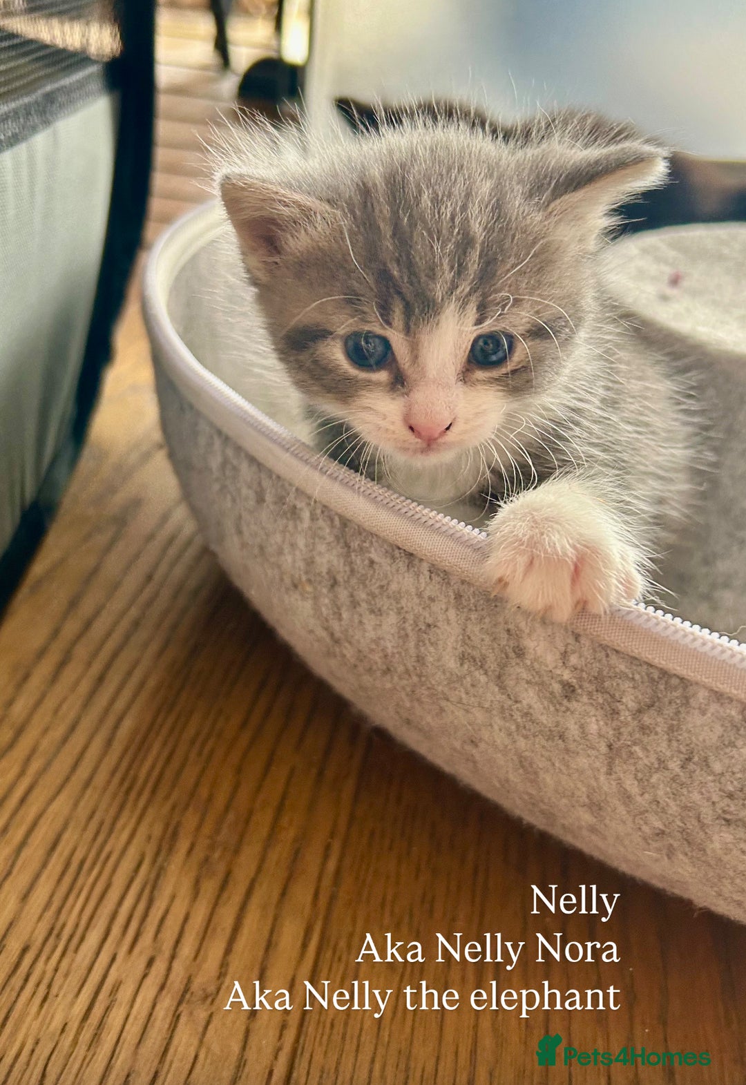 Maine Coon cats for sale: Maine coon cross kittens  - Image 10