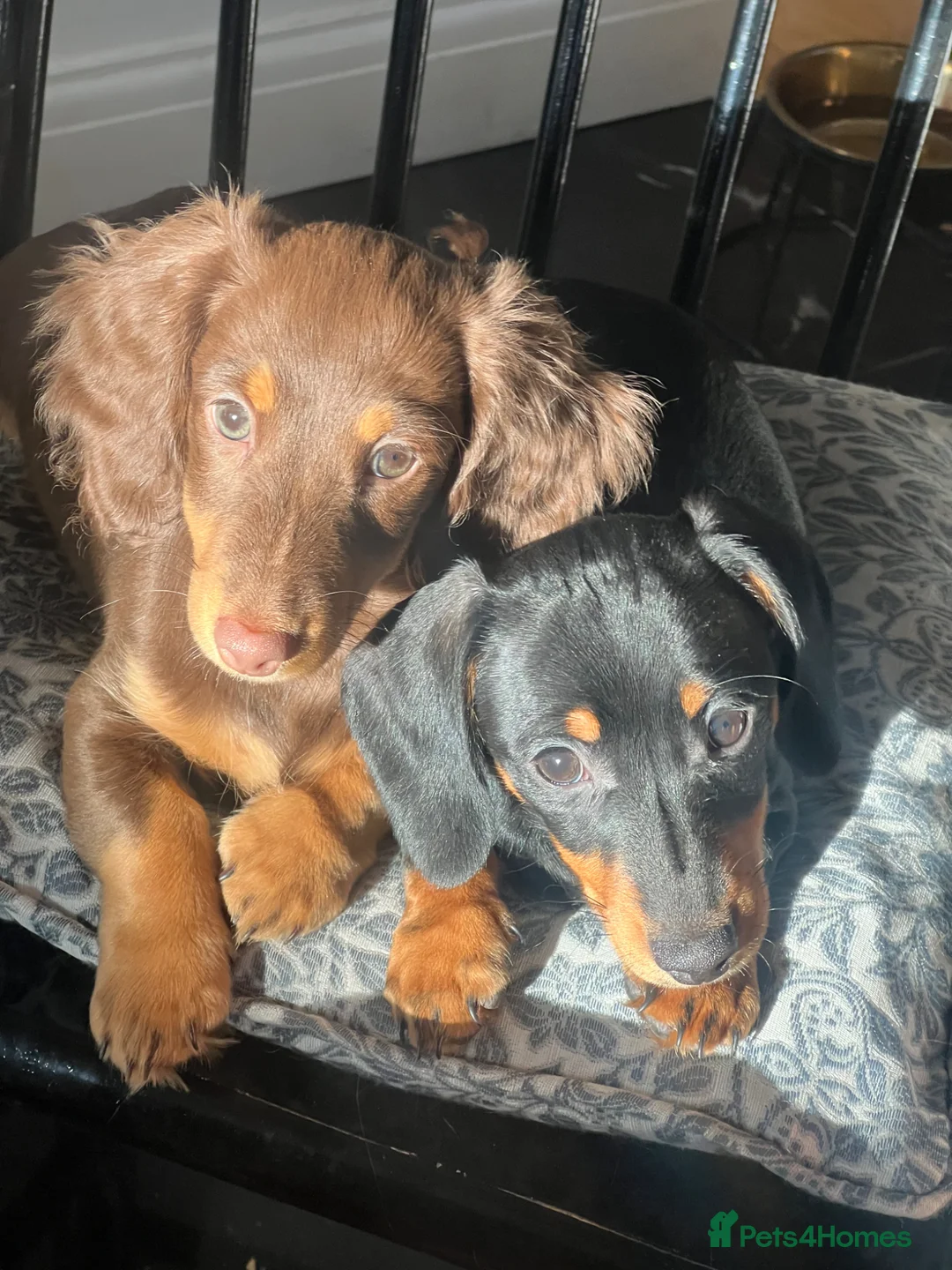 Miniature Dachshund dogs for sale: Puppy 1  - Advert 1