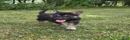 Tamaskan dogs for sale: Tamaskan Puppies *Health Tested Parents* - Advert 21