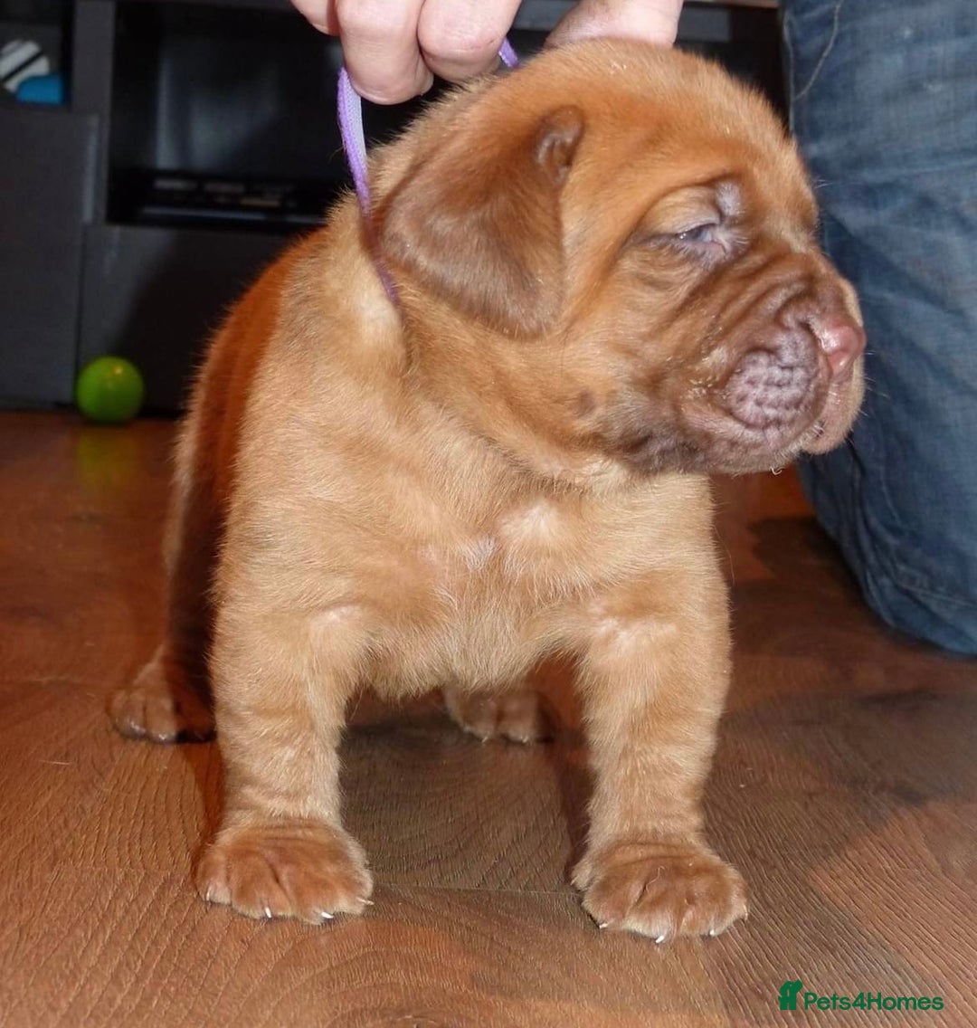 Dogue De Bordeaux dogs for stud: Orthrusslair Sidney is here and PROVEN in Chester - Image 4