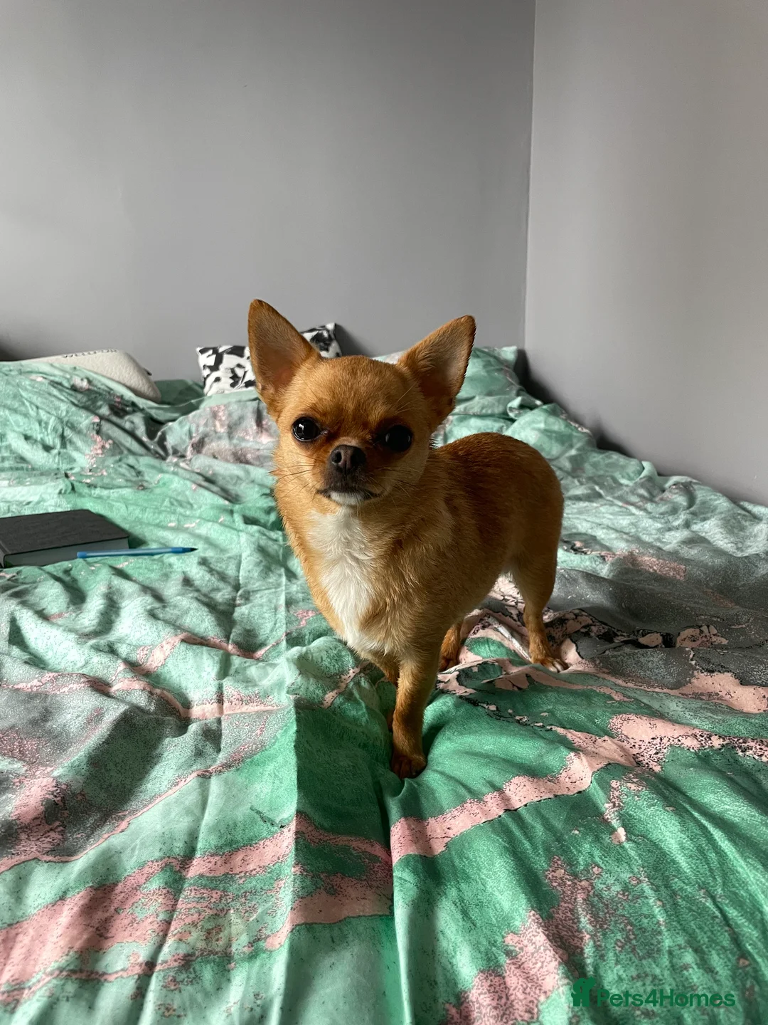 Chihuahua dogs for sale: Short- haired Chihuahua girls - Advert 7