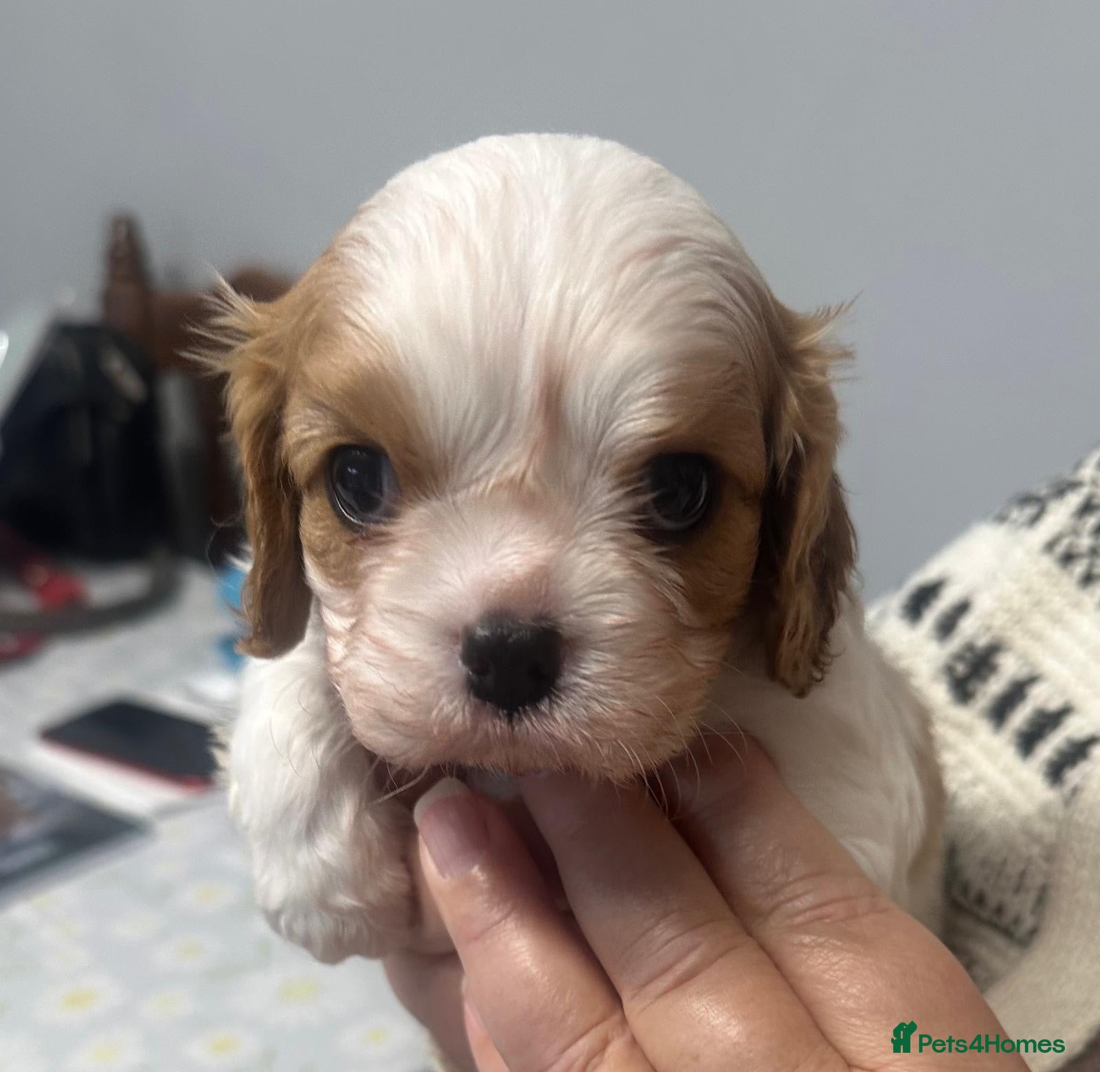 Cavalier King Charles Spaniel dogs KC Cavalier King Charles Spaniel - Advert 6