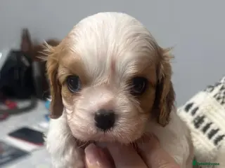 Cavalier King Charles Spaniel dogs KC Cavalier King Charles Spaniel - Advert 15