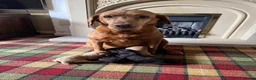 Labrador Retriever dogs for sale: Stunning KC Lab pups, health tested&many FTCH/Ws - Advert 1