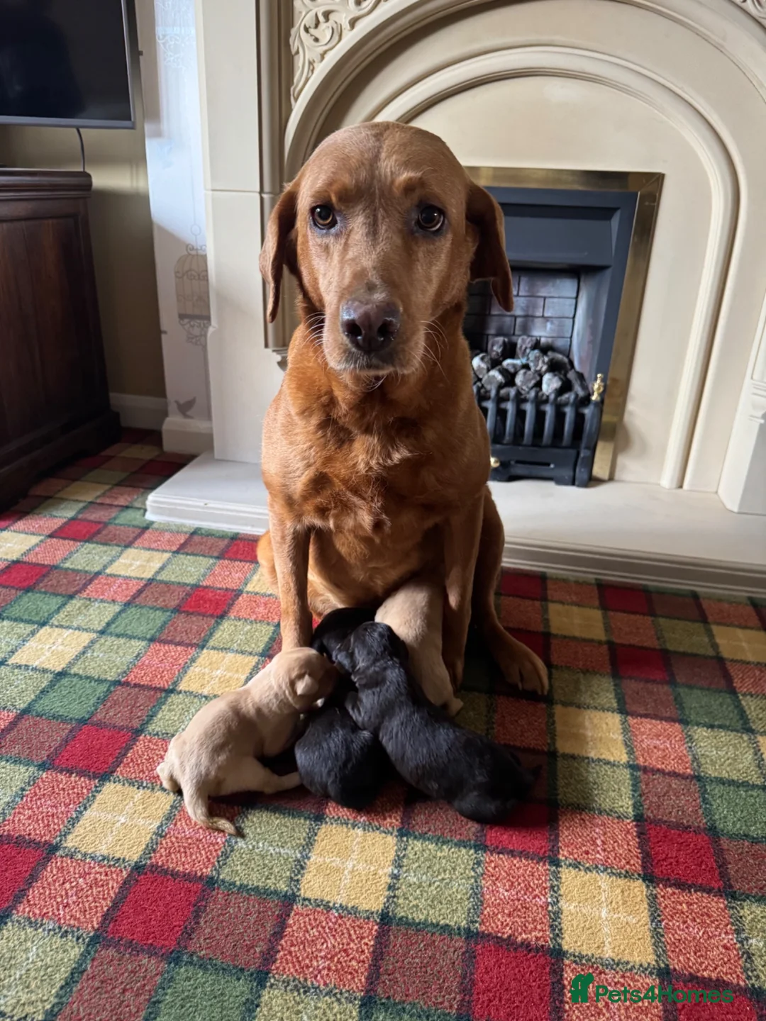 Labrador Retriever dogs for sale: Stunning KC Lab pups, health tested&many FTCH/Ws - Advert 1