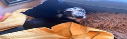 Lurcher dogs for sale: Male Lurcher Looking for a Loving Home - Advert 3