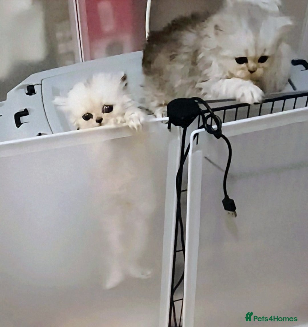Persian cats for sale: Shaded Persian kittens ready soon - Advert 4